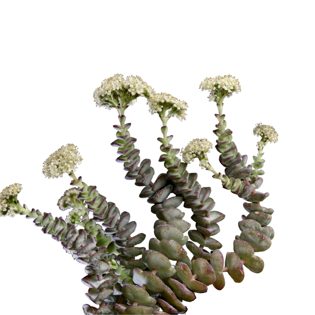 crassula-marieniara-hottentot-de-plantrekkers-Leuven