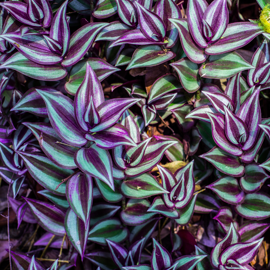 tradescantia-verzorging-de-plantrekkers