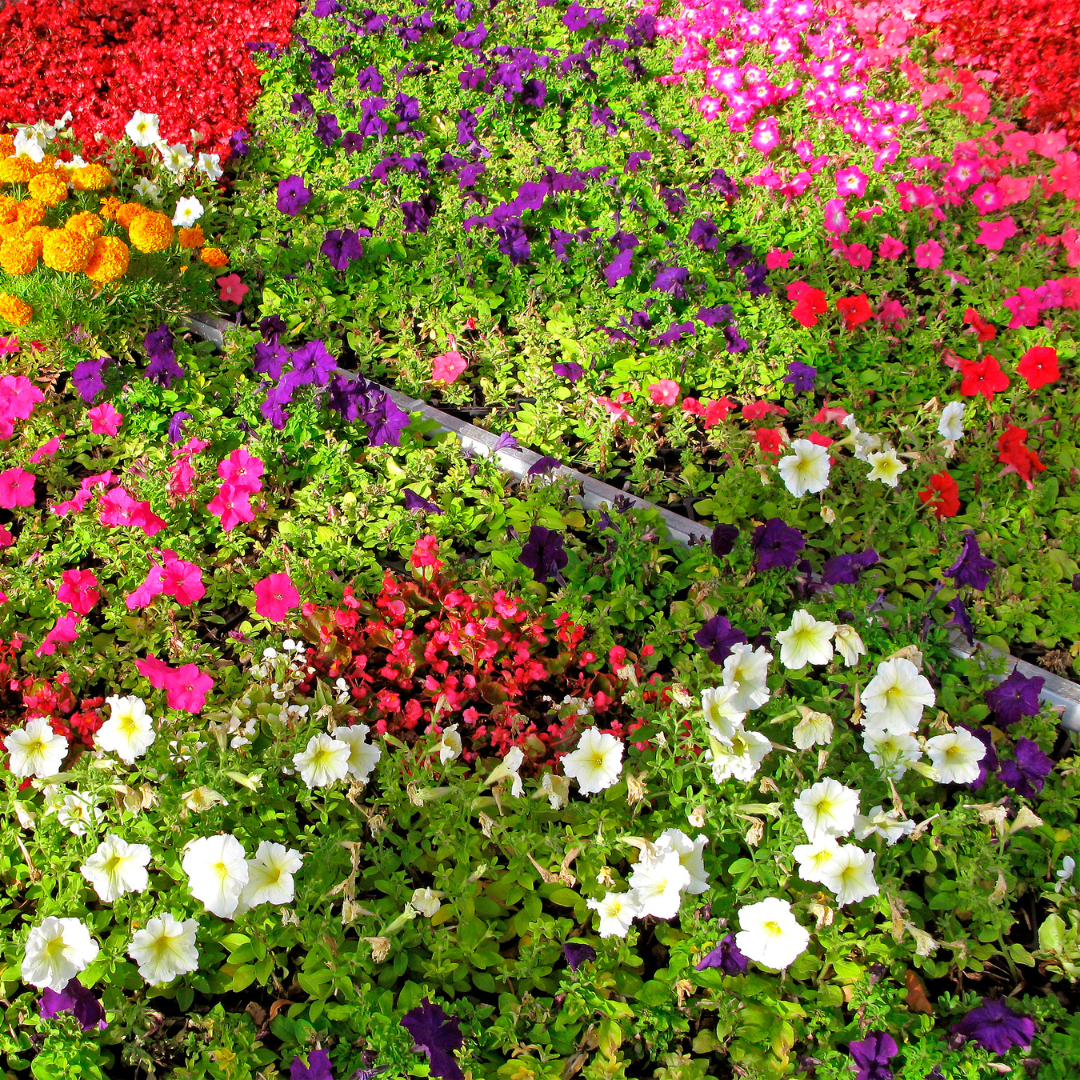 eenjarige-planten-leuven-plantrekkers