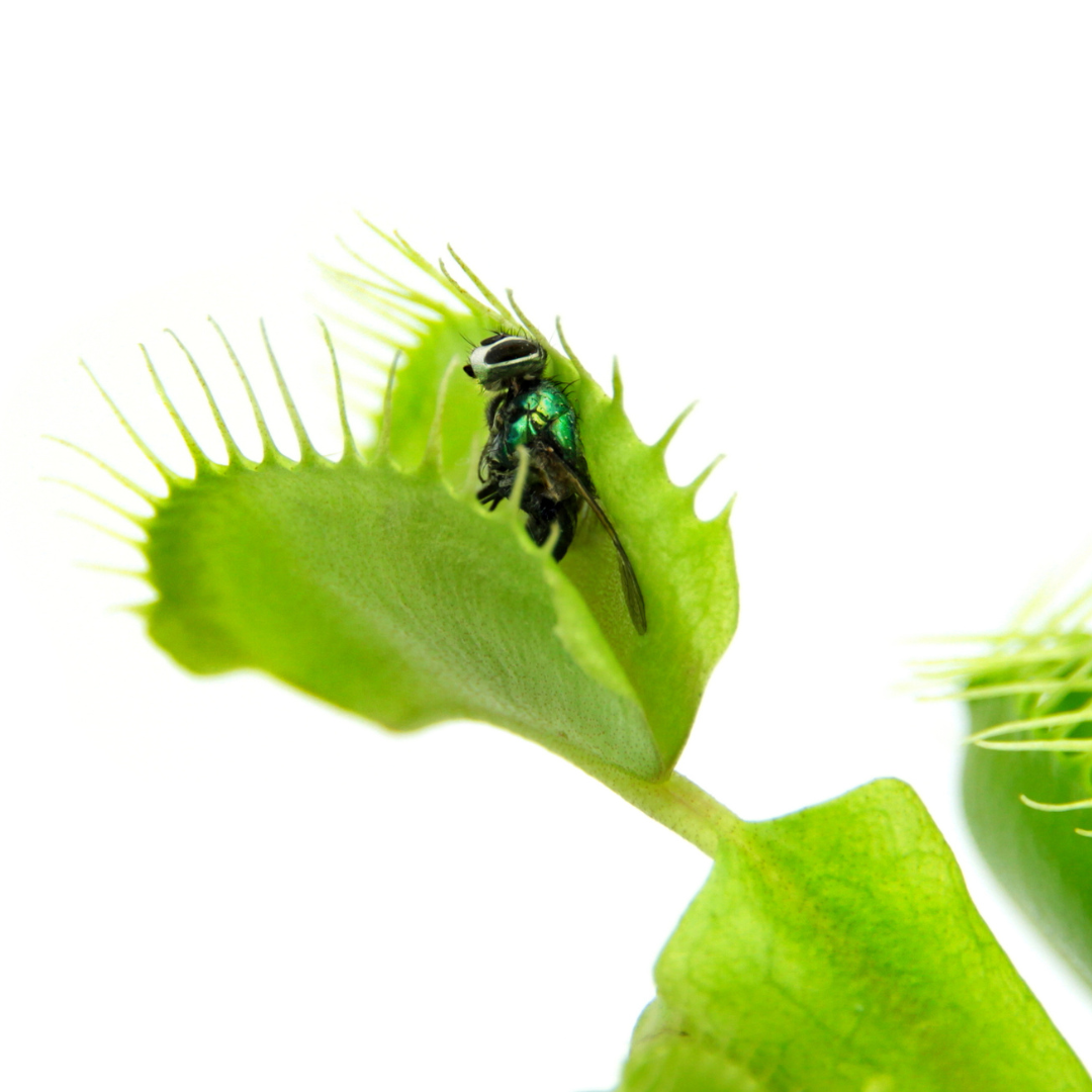 Fly Eating Plants Fly eating plants