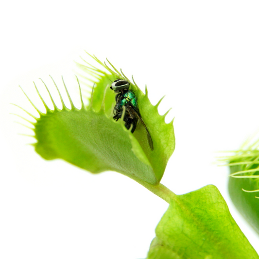 vleesetende-plant-gaat-toe-insect-eten-de-plantrekkers-leuvenv