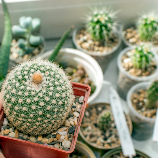 Hoeveel water heeft een cactus nodig?