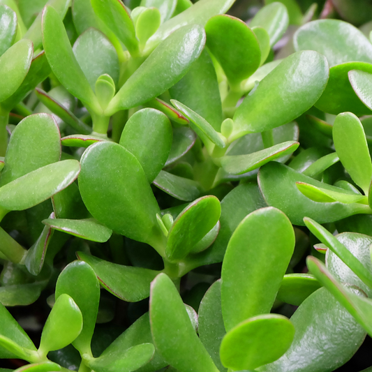 crassula-verzorgen-water-licht