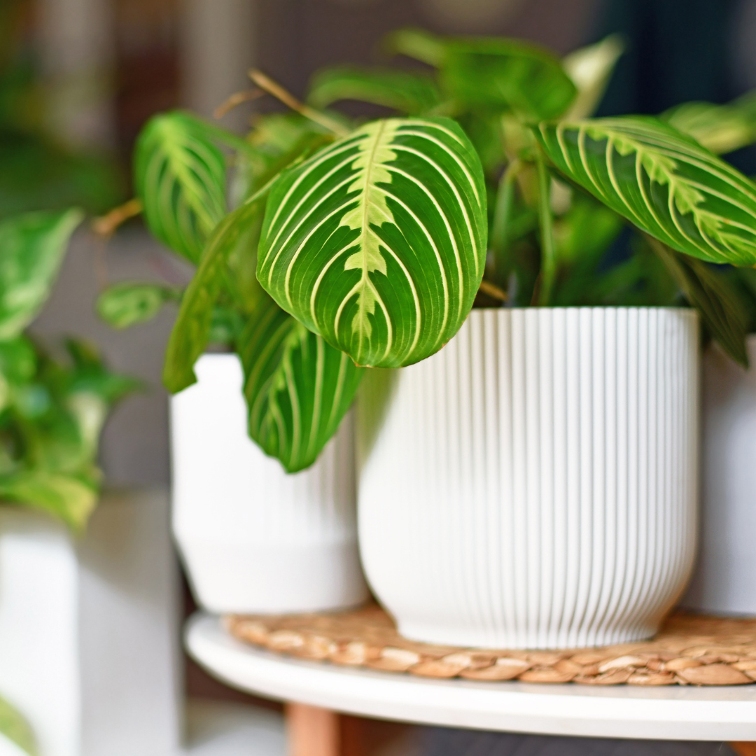 Maranta's verzorging
