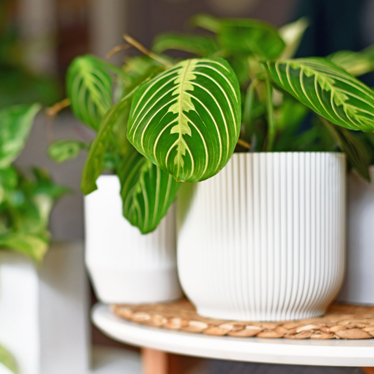 Maranta's verzorging
