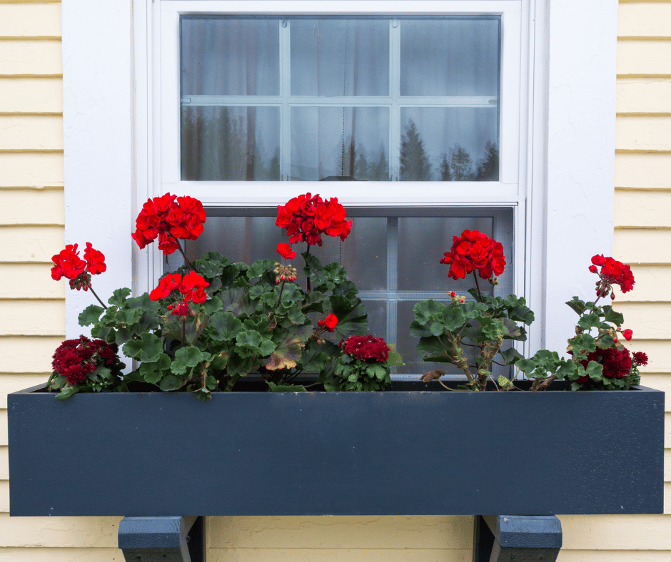 De 7 beste planten voor in je bloembak buiten te zetten