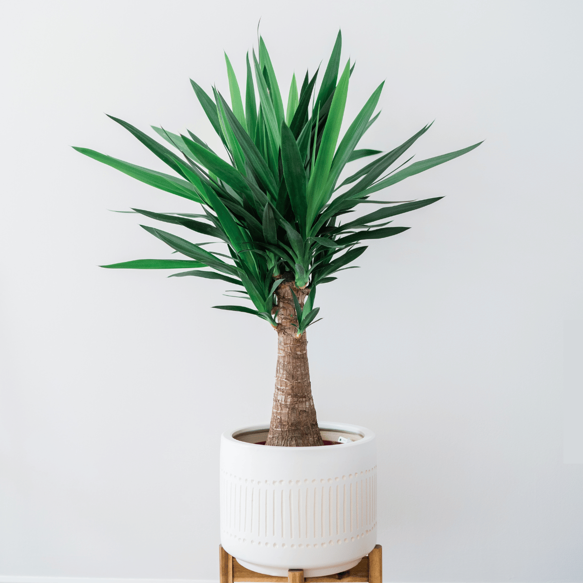 Yucca | Care and tips | The Planttrekkers  De Plantrekkers