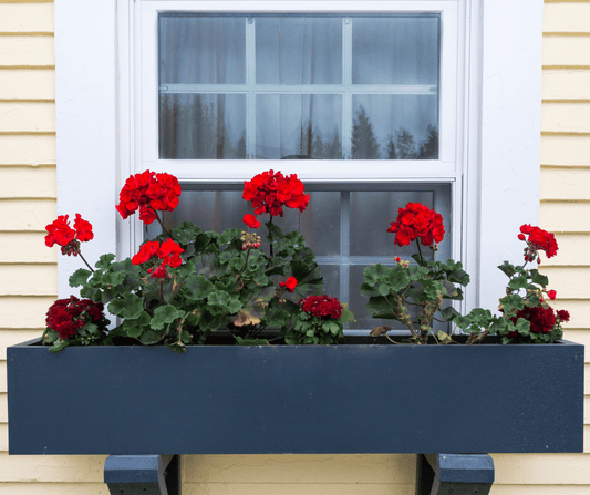 Welke bloemen kan je planten in een bloembak?