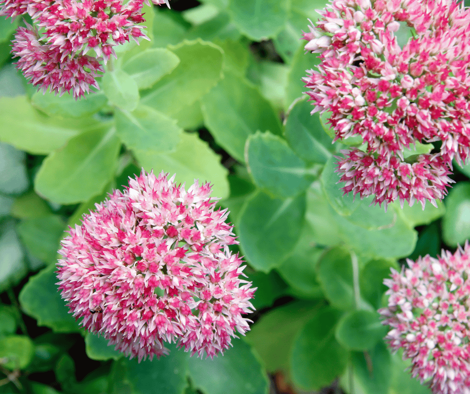 sedum-roos-buiten-bloembak