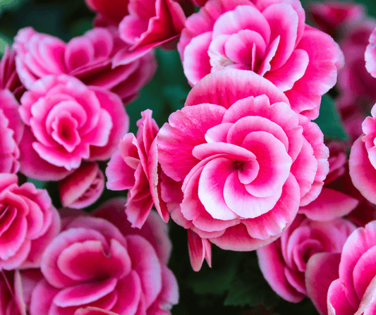 begonia-buiten-eenjarige-plant-bloembak