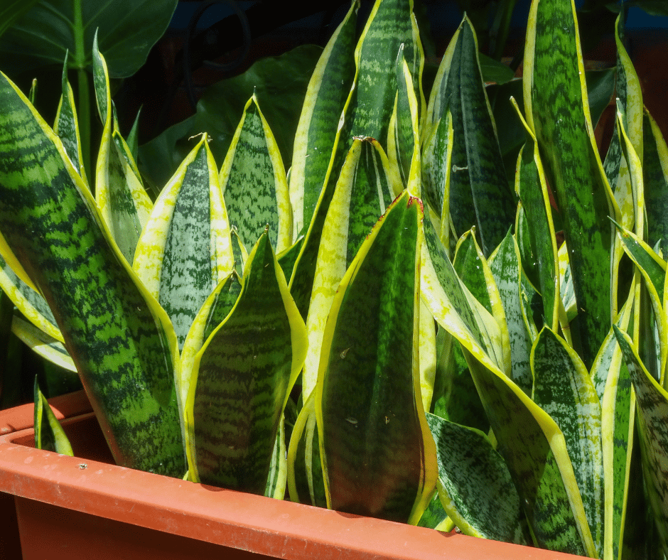 sansevieria-laurenti-verzorging-plantrekkers-leuven