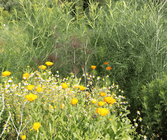 kruiden-kweken-buiten-in-pot