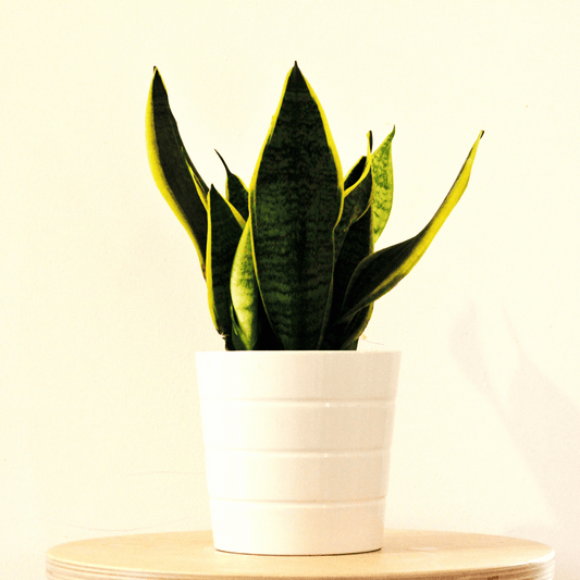 Is de Sansevieria (vrouwentong) giftig?