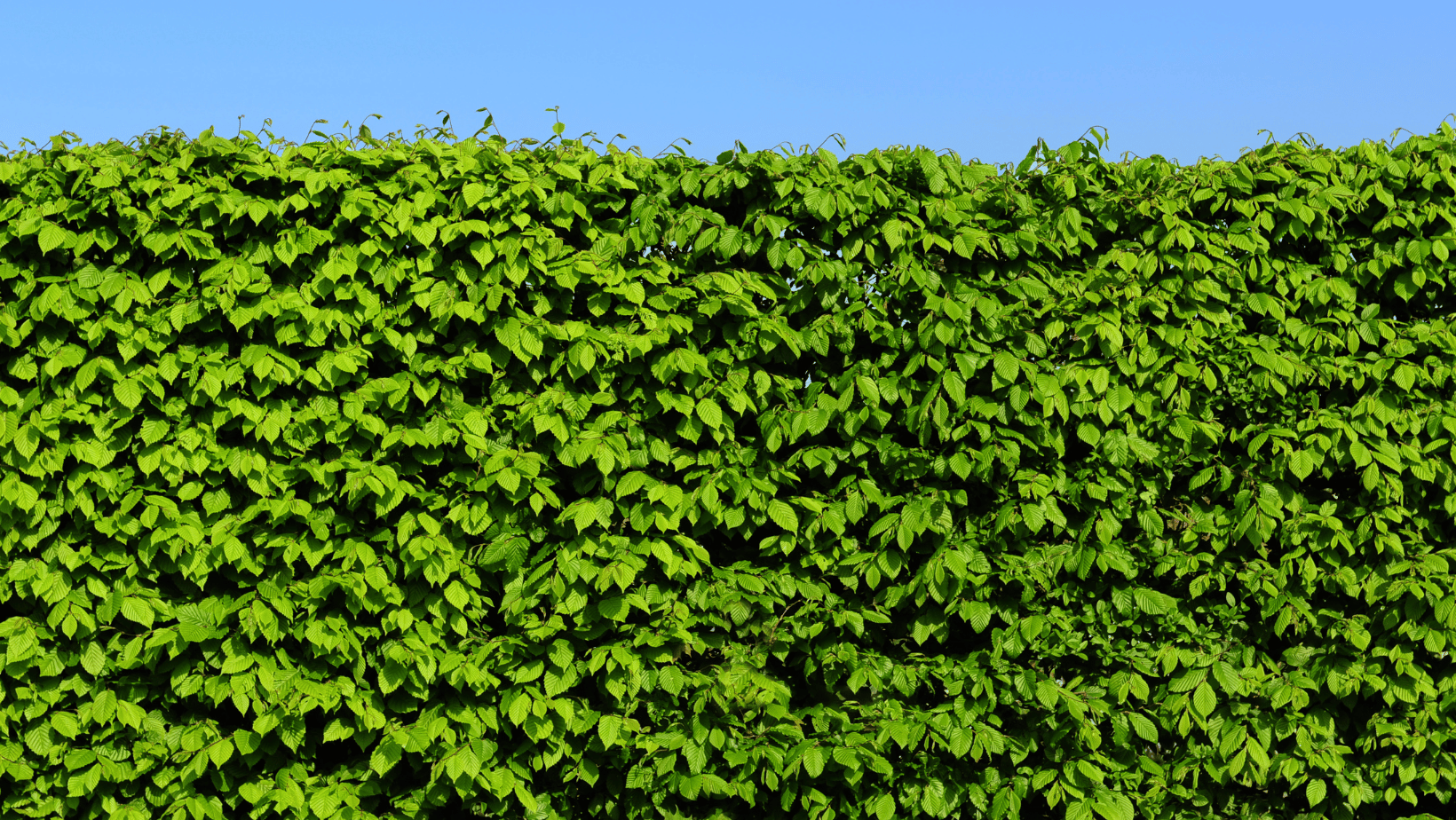 fennel herb plant Seed Savers Exchange