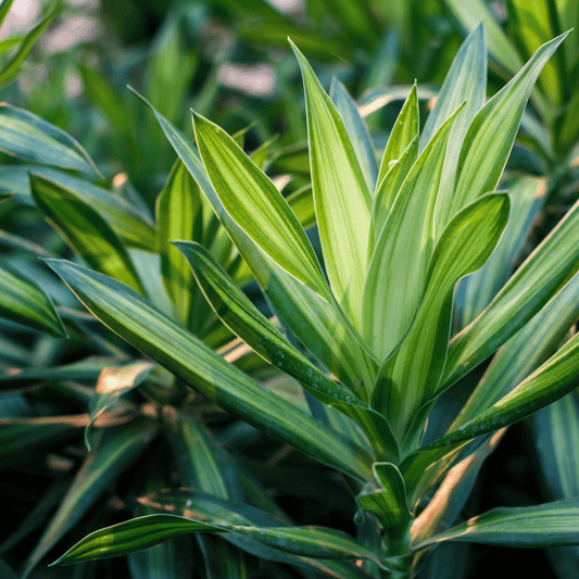 Verzorging Dracaena