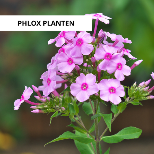 Wanneer Phlox Planten?