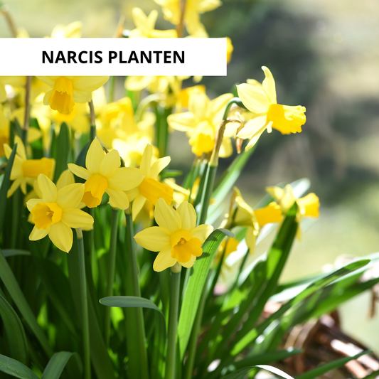 Wanneer Narcissen Planten?
