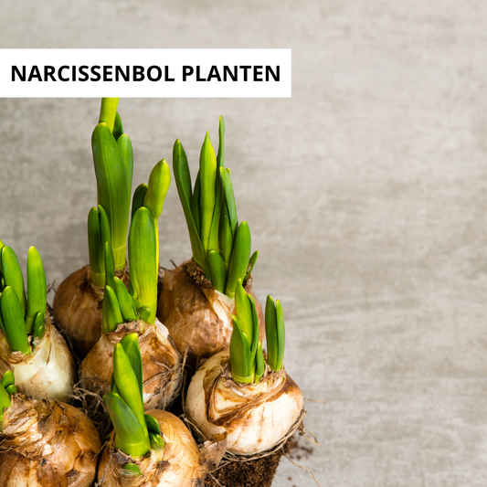 Wanneer Narcissenbollen Planten?