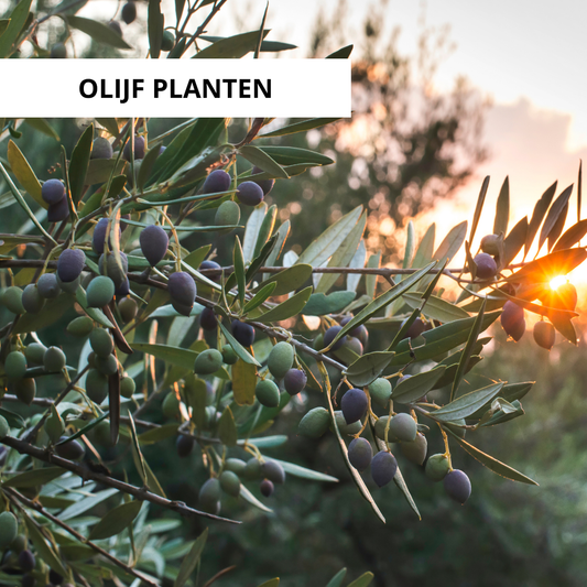 Wanneer Olijfboom Planten?