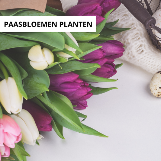 Wanneer Paasbloemen Planten?