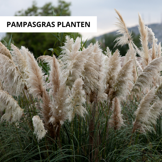 Wanneer Pampasgras Planten?