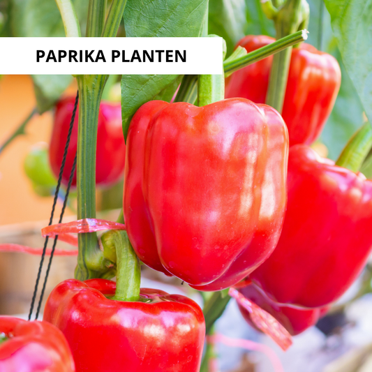 Wanneer Paprika Buiten Planten?