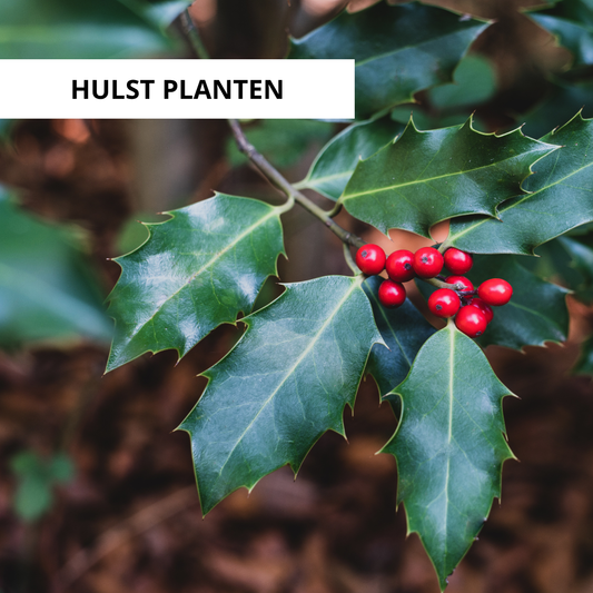 Wanneer Hulst Planten?