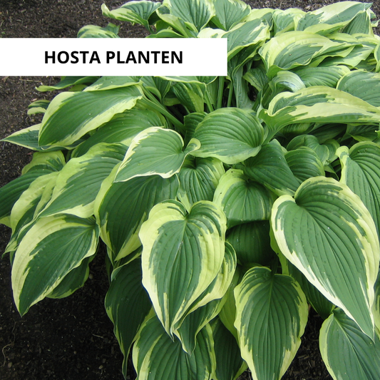 Wanneer Hosta Planten?