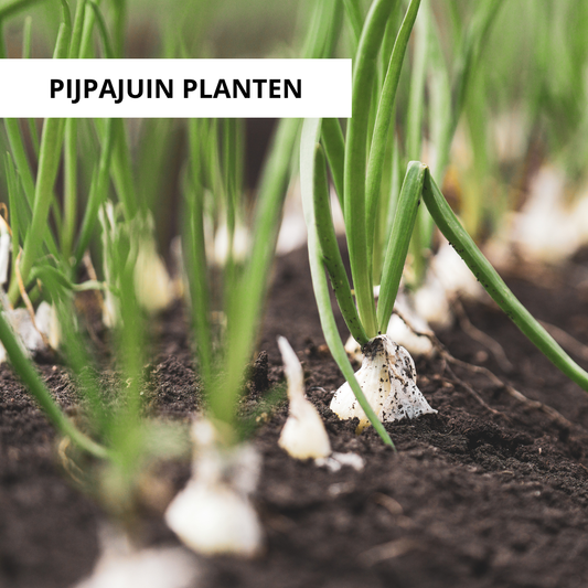 Wanneer Pijpajuin Planten?