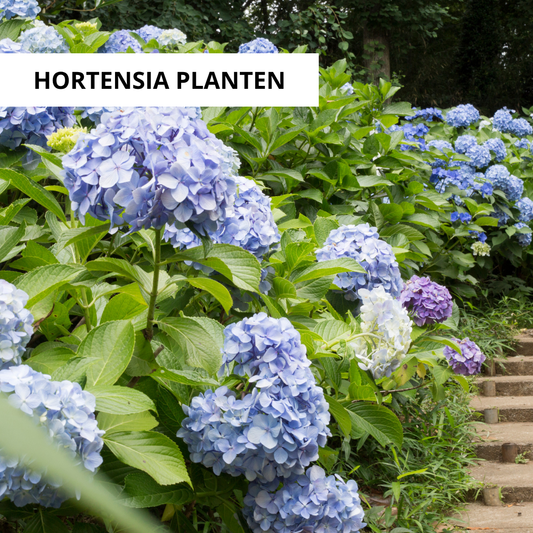 Wanneer Hortensia's Planten?