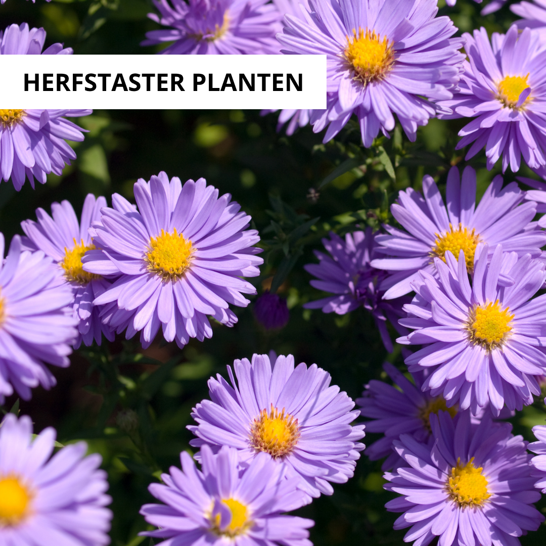 Wanneer Herfstaster Planten?