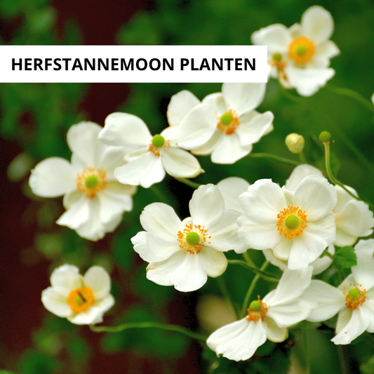 Wanneer Herfstanemoon Planten?