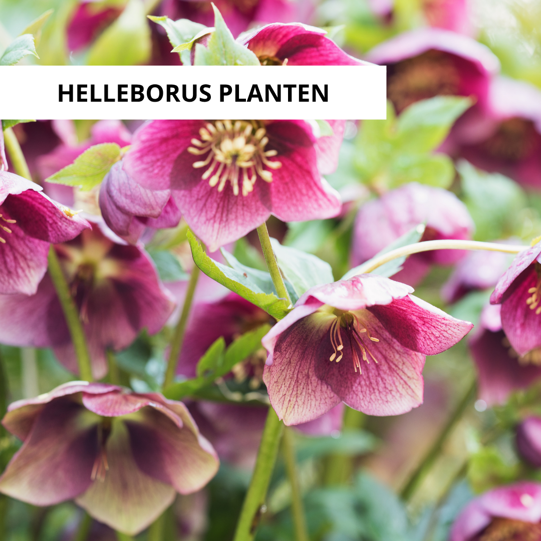 Wanneer Helleborus Planten?
