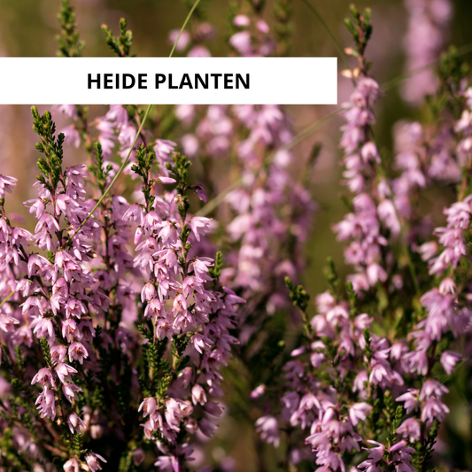 Wanneer Heide Planten?