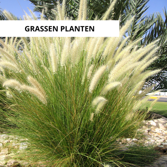Wanneer Grassen Planten?