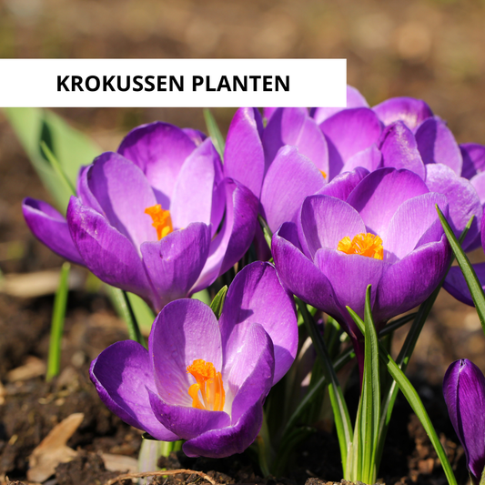 Wanneer Krokussen Planten?