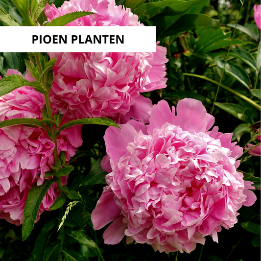 Wanneer Pioenen Planten?