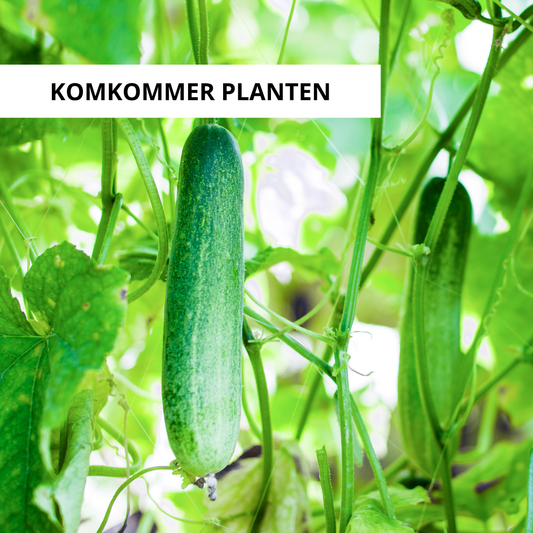 Wanneer Komkommer Planten?