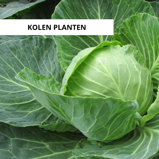Wanneer Kolen Planten?