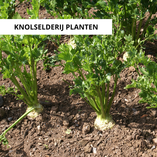Wanneer Knolselderij Planten?