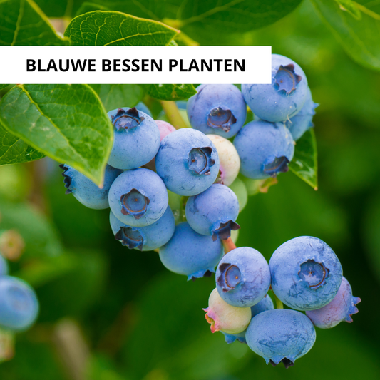 Wanneer Blauwe Bessen Planten?
