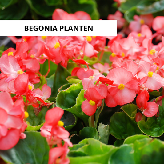 Wanneer Begonias Planten?