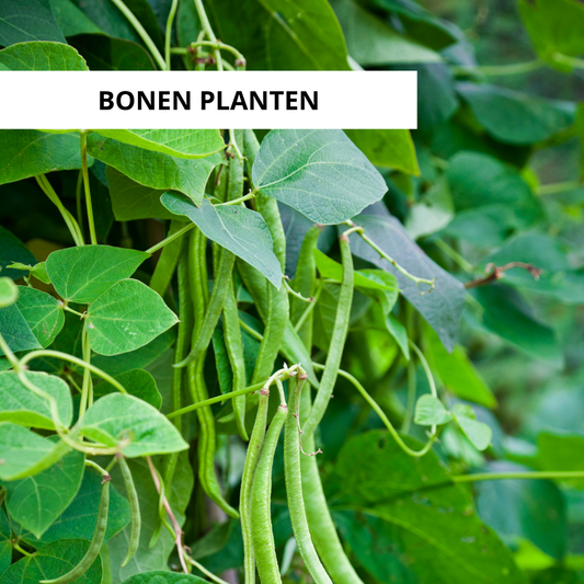 Wanneer Bonen Planten?