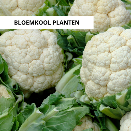 Wanneer Bloemkolen Planten?