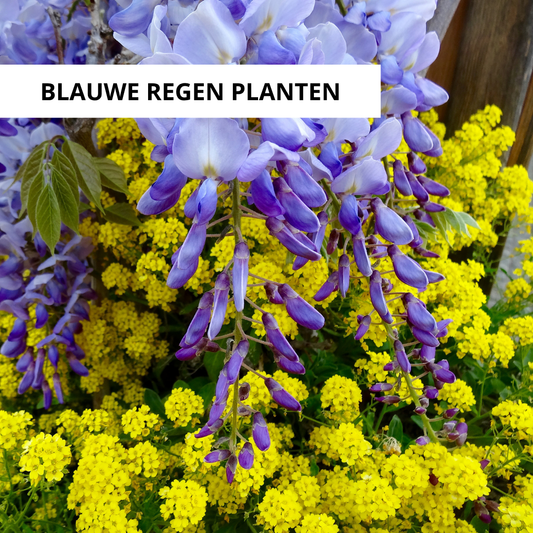 Wanneer Blauwe Regen Planten?
