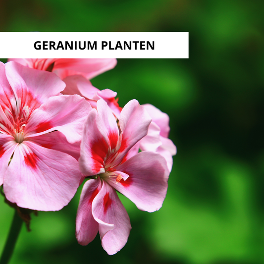 Wanneer Geranium Planten?
