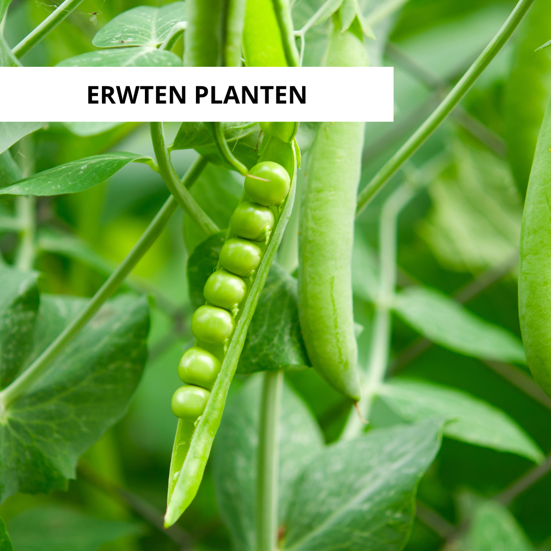 Wanneer Erwten Planten?