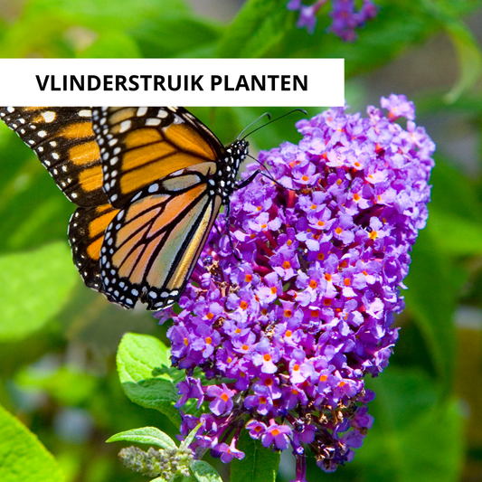 Wanneer Een Vlinderstruik Planten?