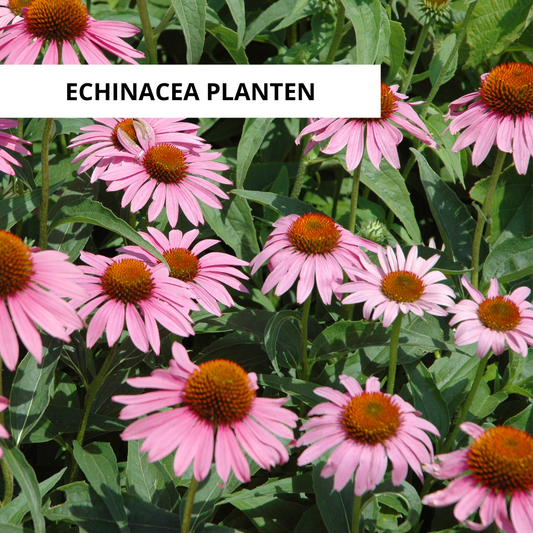 Wanneer Echinacea Planten?