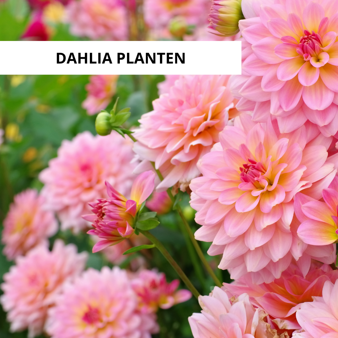 Wanneer Dahlia's Planten?